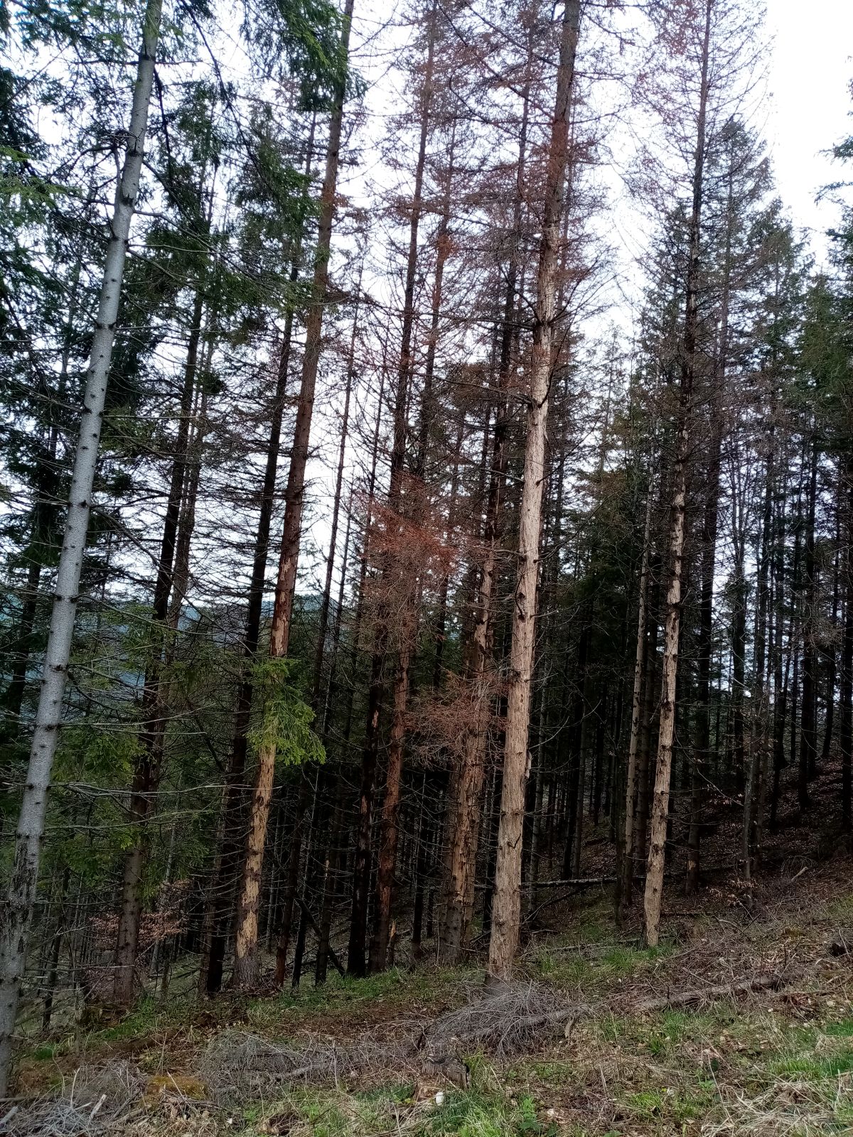 422 B0 -vietor+lykožrut -3