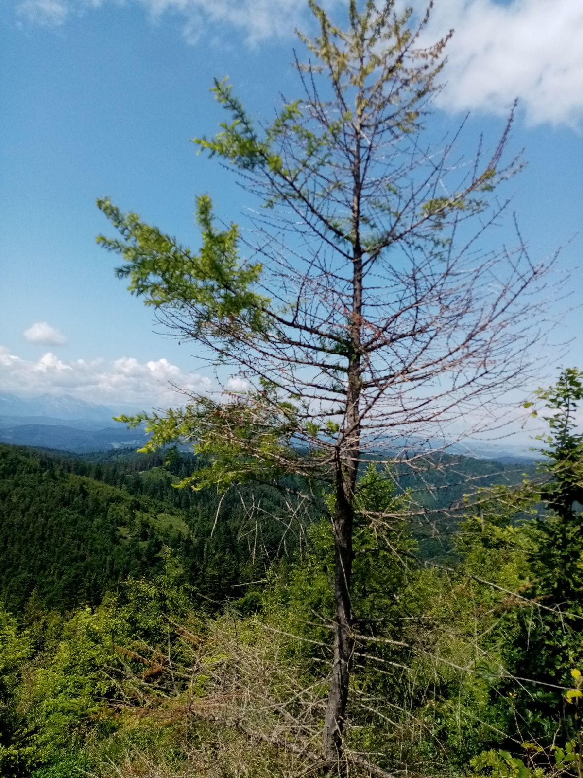 Smrekovec -poškodenie hubou -1