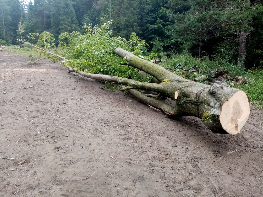 424 A1-nekvalitné buky