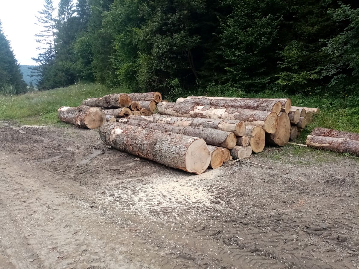 424 A1 -jedľa napadnutá hubou